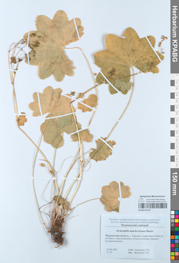 KPABG051247