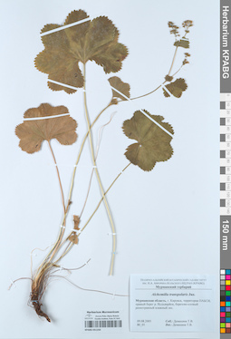 KPABG051250