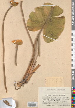 KPABG022918