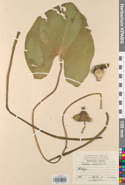 KPABG022932
