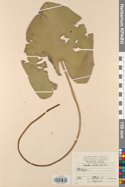 KPABG022961