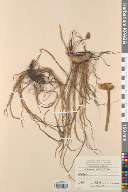 KPABG022962
