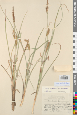 KPABG004299