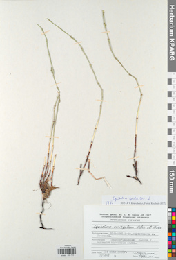 KPABG005715