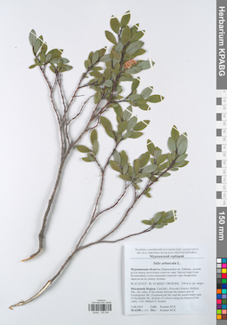 KPABG050046