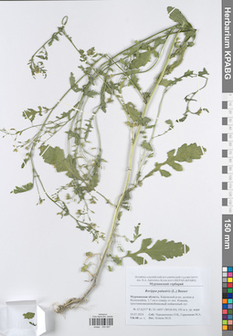 KPABG050067