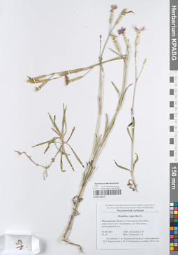 KPABG050135