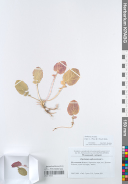KPABG050221
