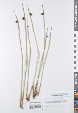KPABG050225