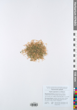 KPABG047486