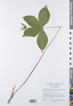 KPABG047535