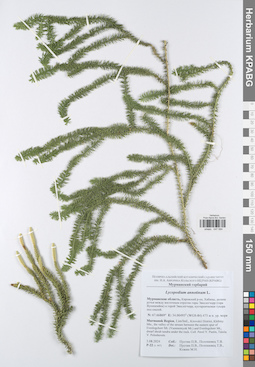 KPABG047584