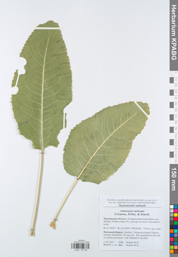 KPABG047336