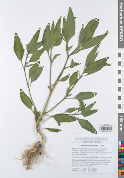 KPABG047408