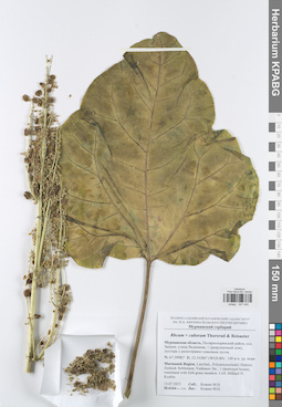 KPABG047440