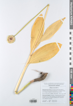 KPABG047443
