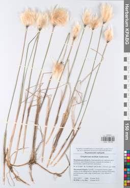 KPABG045036