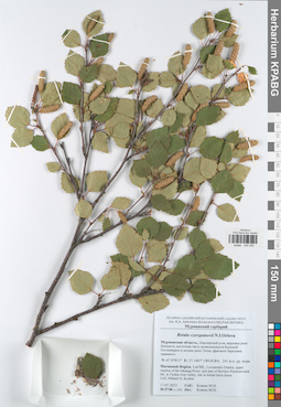 KPABG045056