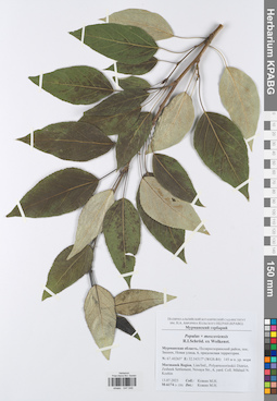KPABG047048