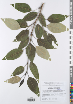 KPABG047049