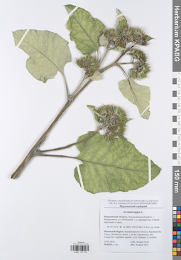KPABG047184
