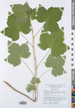 KPABG047185