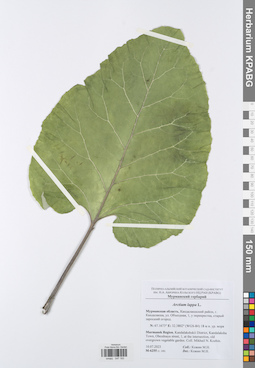 KPABG047193
