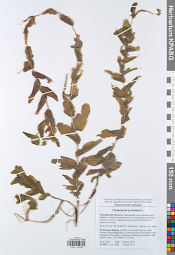 KPABG049809