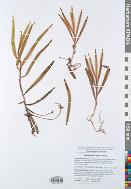 KPABG049811