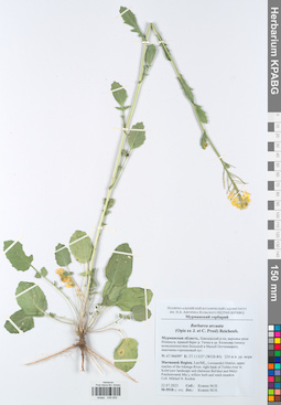 KPABG049905