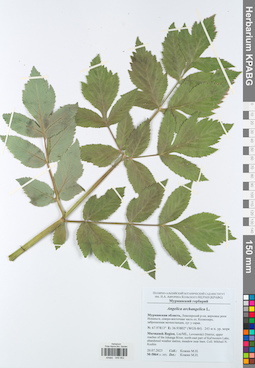 KPABG049952