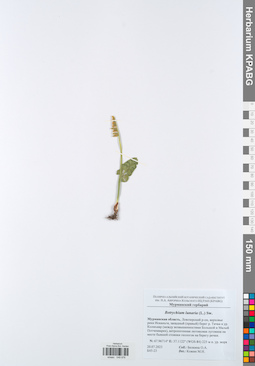 KPABG049976