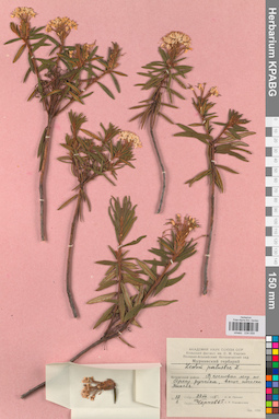 KPABG034059