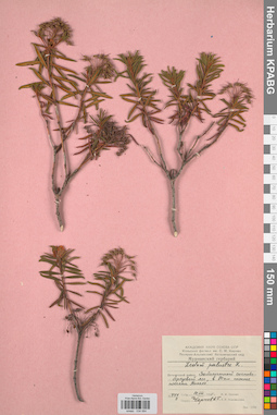 KPABG034064