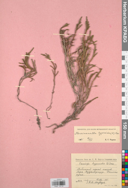 KPABG034391