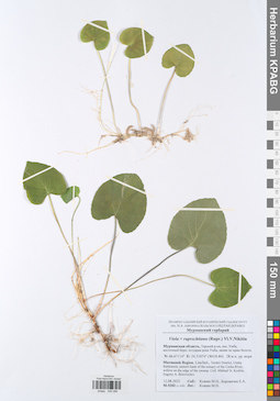 KPABG049386