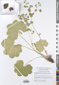 KPABG049400