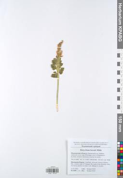 KPABG049407