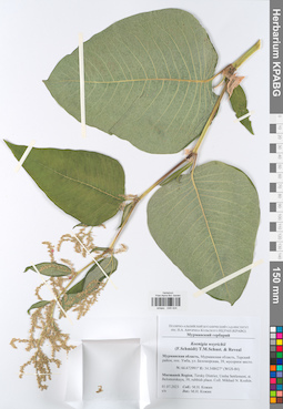 KPABG049424