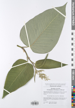 KPABG049425
