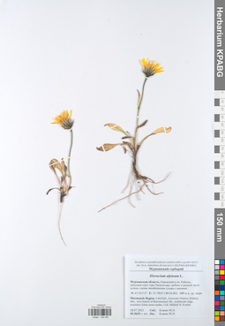 KPABG049446