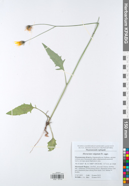 KPABG049449