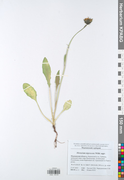 KPABG049450