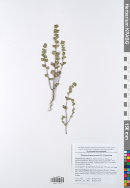 KPABG049503