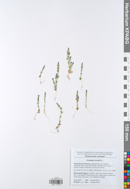 KPABG049523