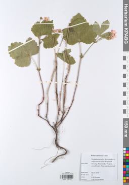 KPABG049631
