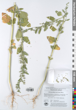 KPABG049691