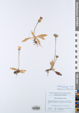 KPABG044081