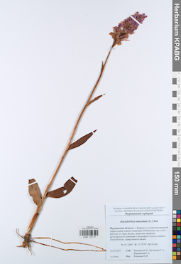 KPABG044161