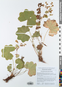 KPABG043750